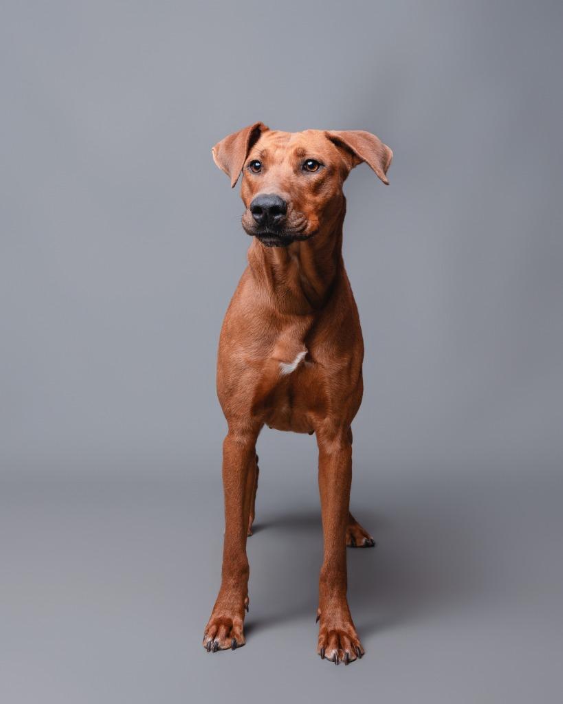 Enlarge Amaura, a Adoptable mixed breed in Rockport, TX image 4/6