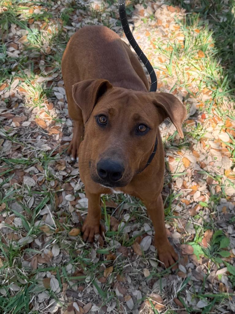 Enlarge Amaura, a Adoptable mixed breed in Rockport, TX image 3/3