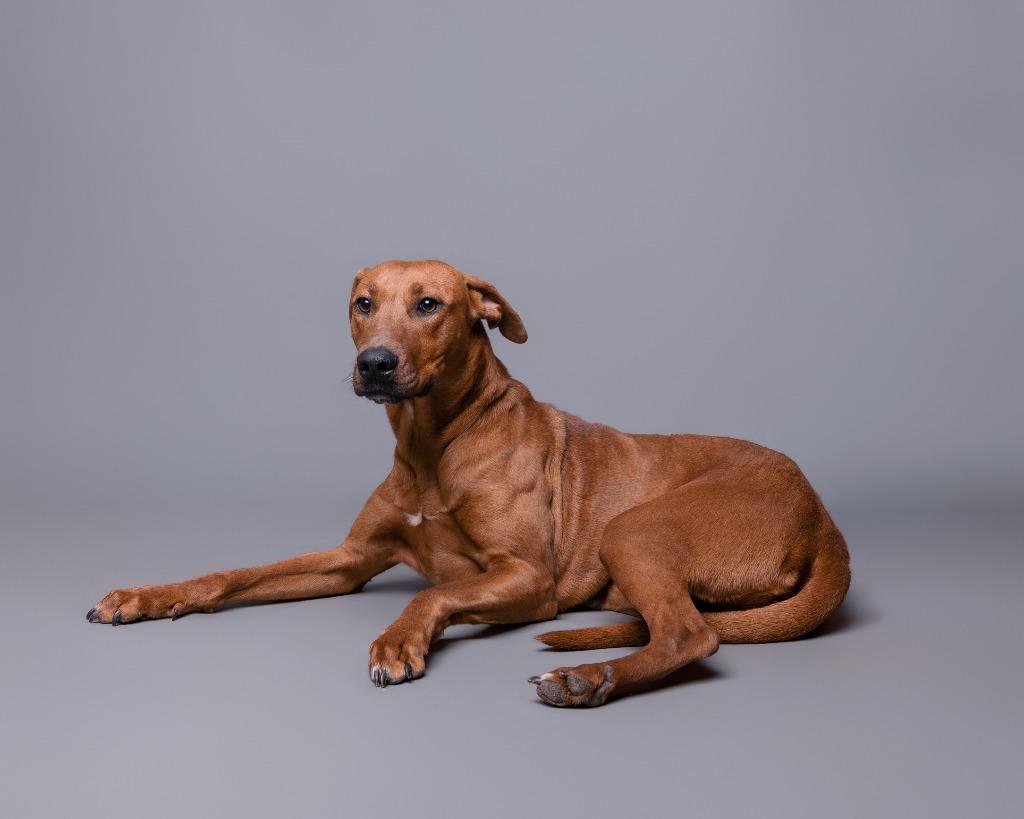 Enlarge Amaura, a Adoptable mixed breed in Rockport, TX image 6/6