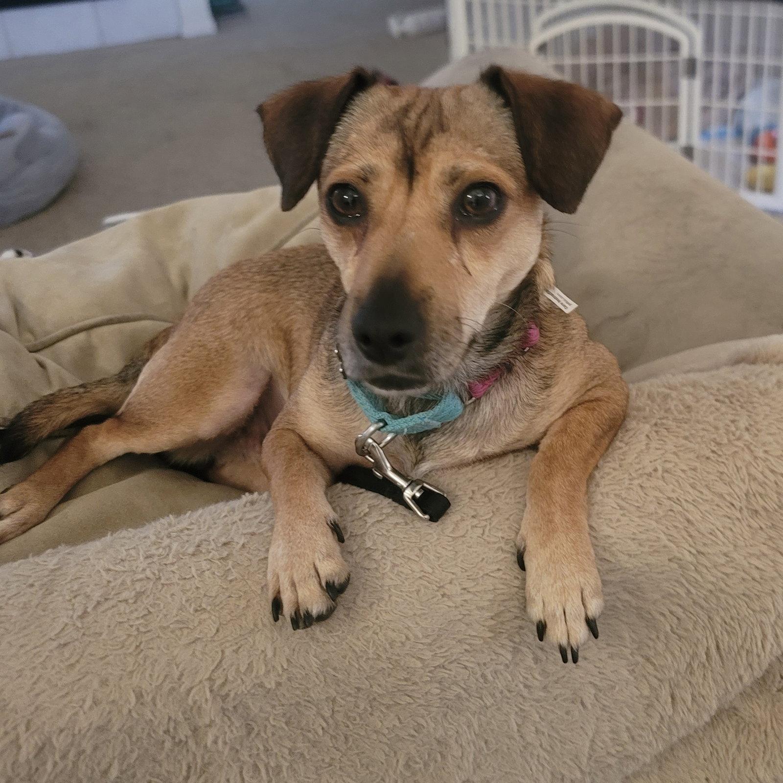 Enlarge Saucy, a Adoptable mixed breed in Santa Clara, CA image 1/3