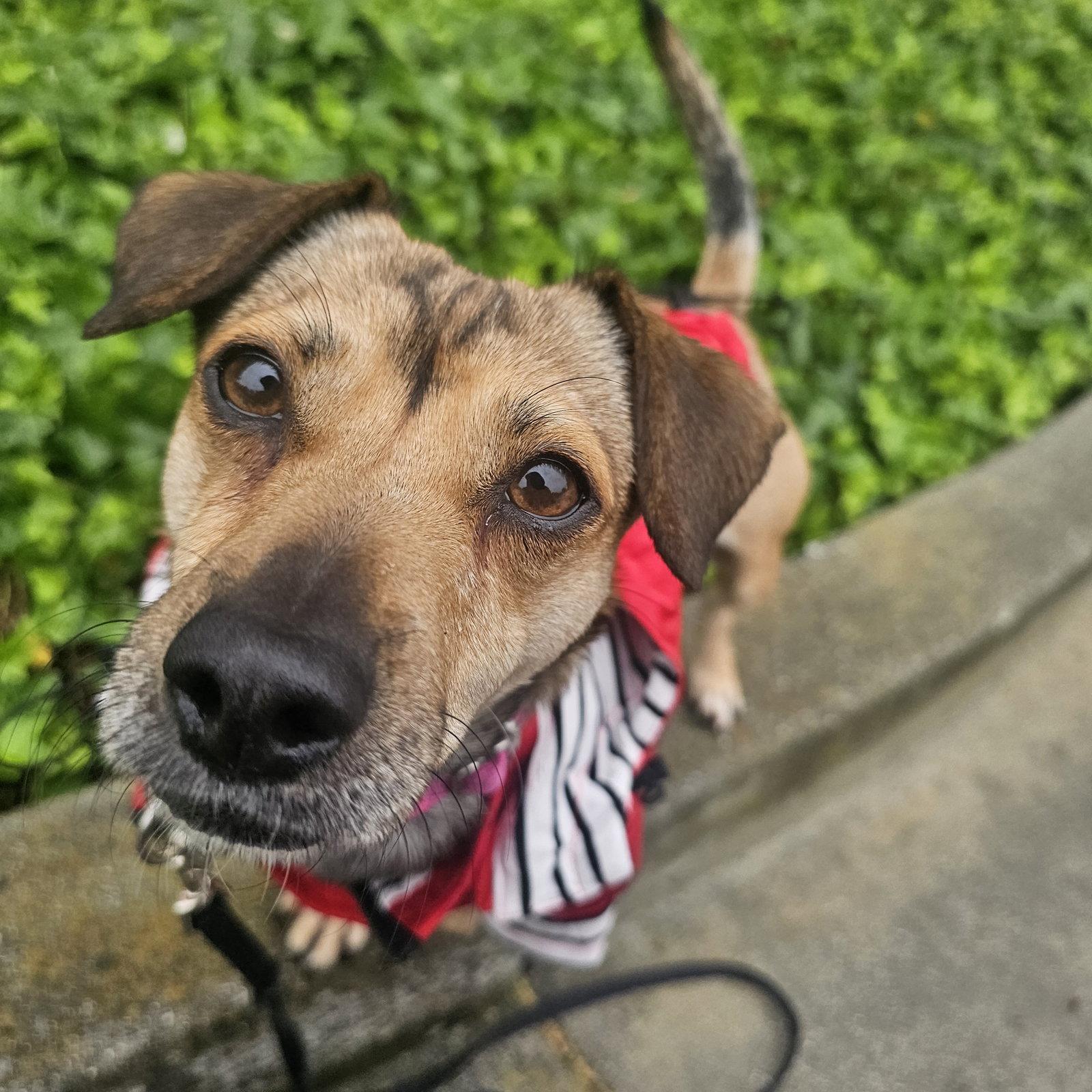 Enlarge Saucy, a Adoptable mixed breed in Santa Clara, CA image 2/3