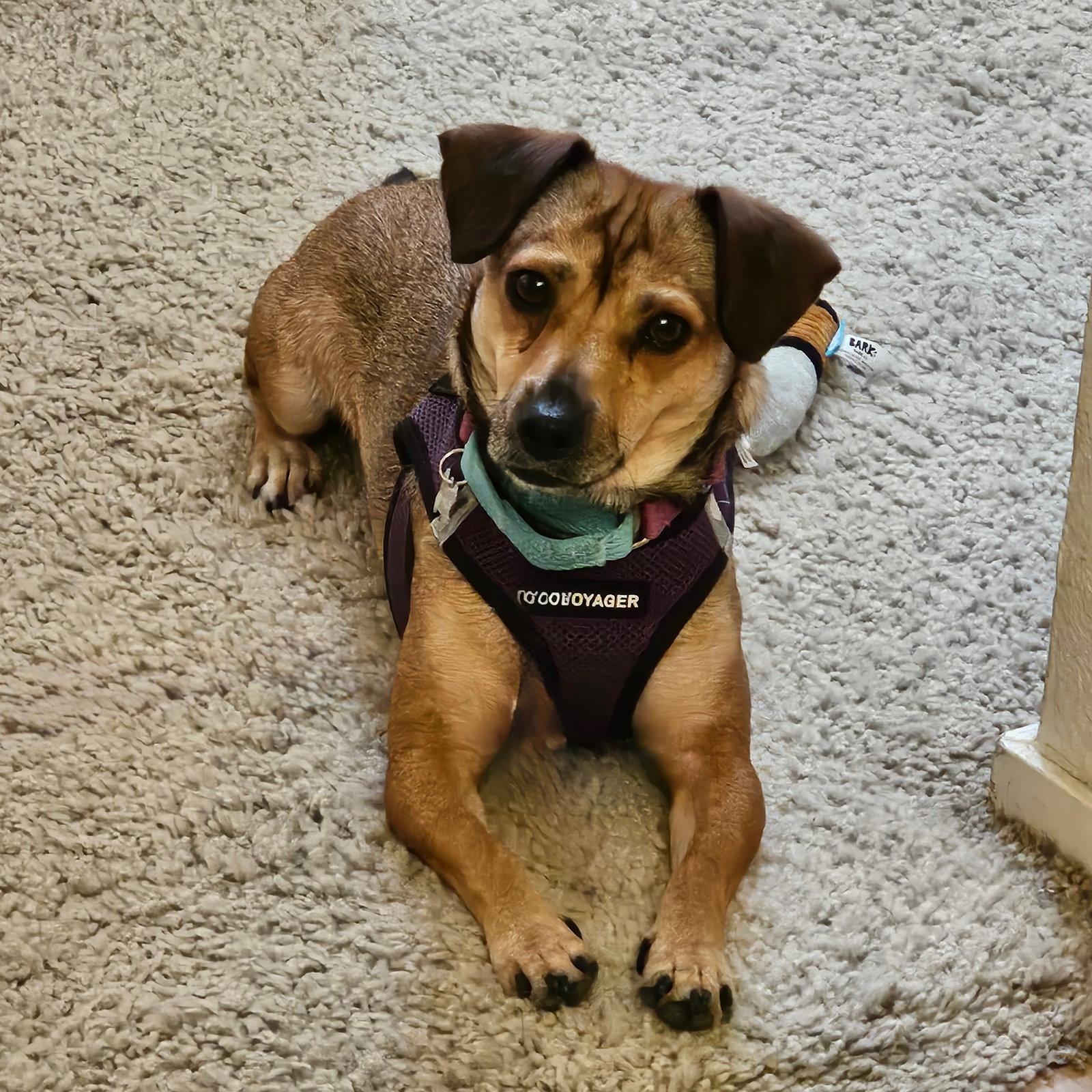 Enlarge Saucy, a Adoptable mixed breed in Santa Clara, CA image 3/3