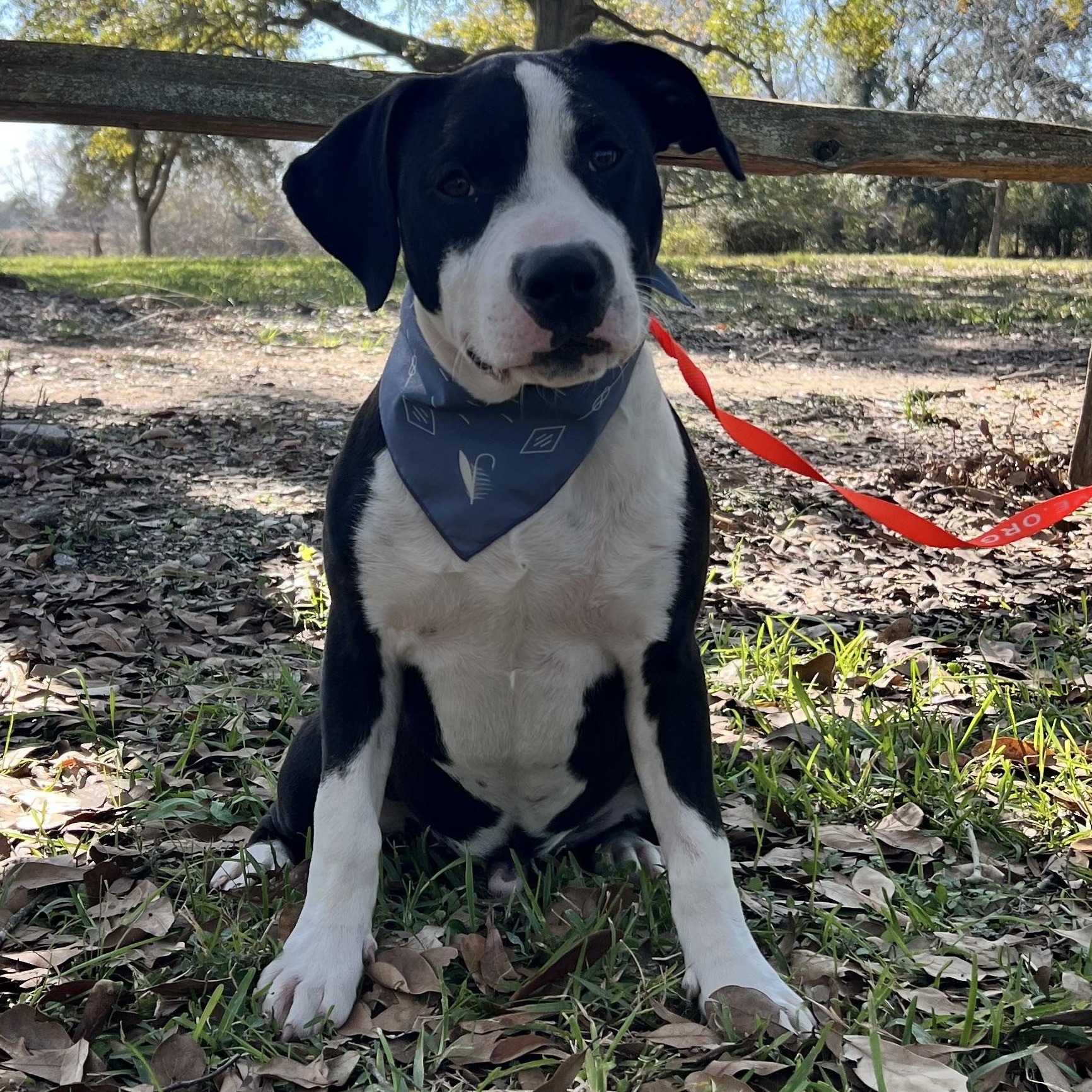 Enlarge Bentley, a ADOPTABLE mixed breed in Winnie, TX image 2/3
