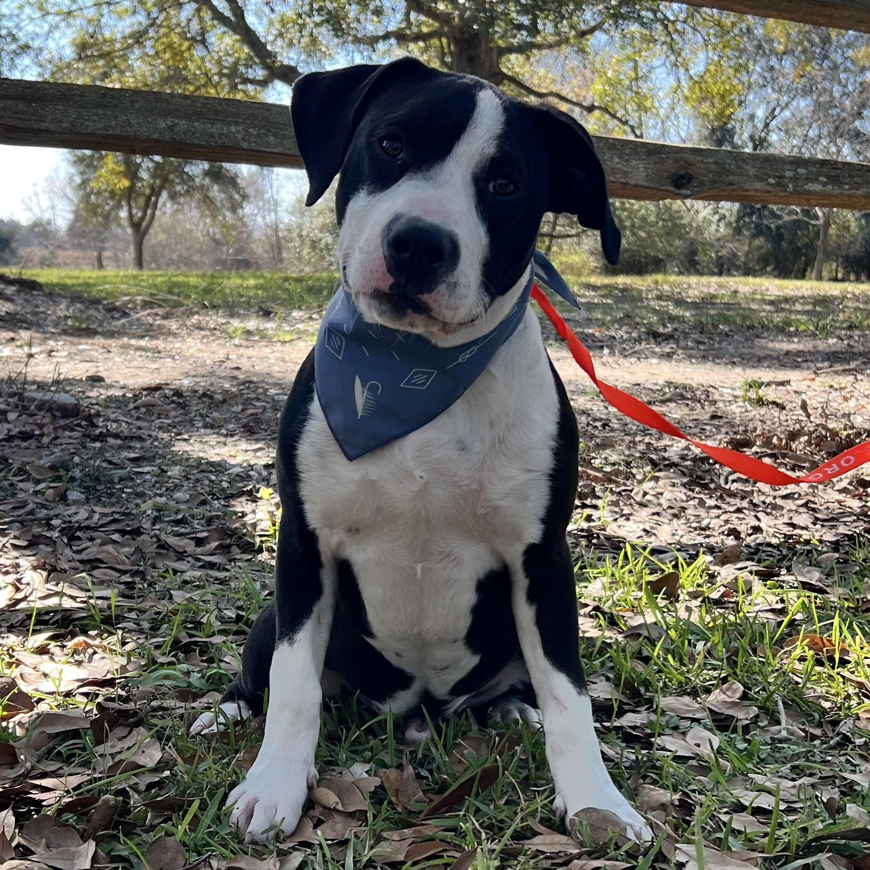 Enlarge Bentley, a ADOPTABLE mixed breed in Winnie, TX image 3/3