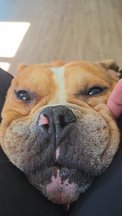 Enlarge Dozer, a Adoptable Bulldog in Aiken, SC video 1/3