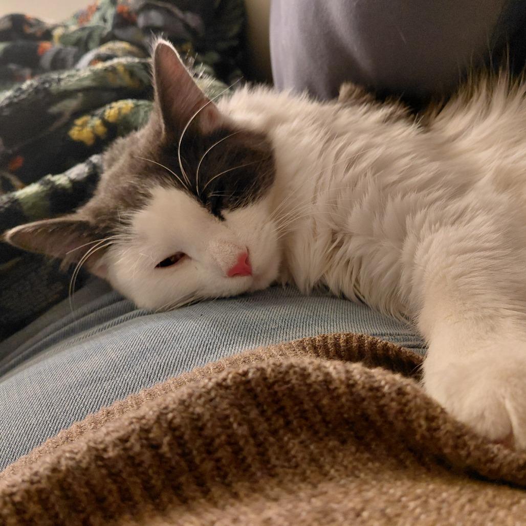 Burt Gummer, Adoptable, Young Male Domestic Long Hair.