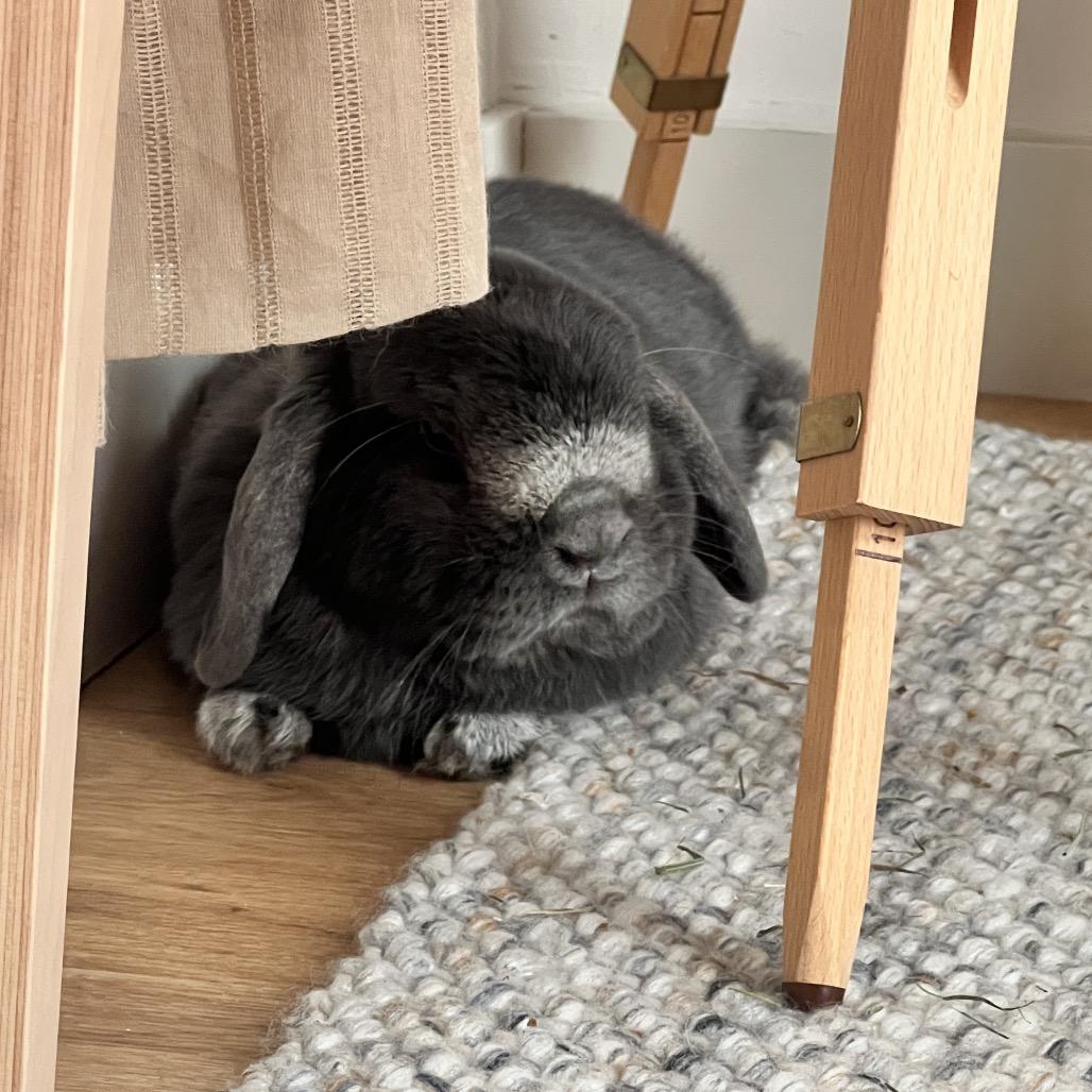 Enlarge Matzah Ball, a Adoptable Holland Lop in Miami, FL image 1/4