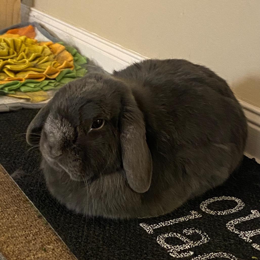 Matzah Ball, Adoptable, Adult Male Holland Lop.