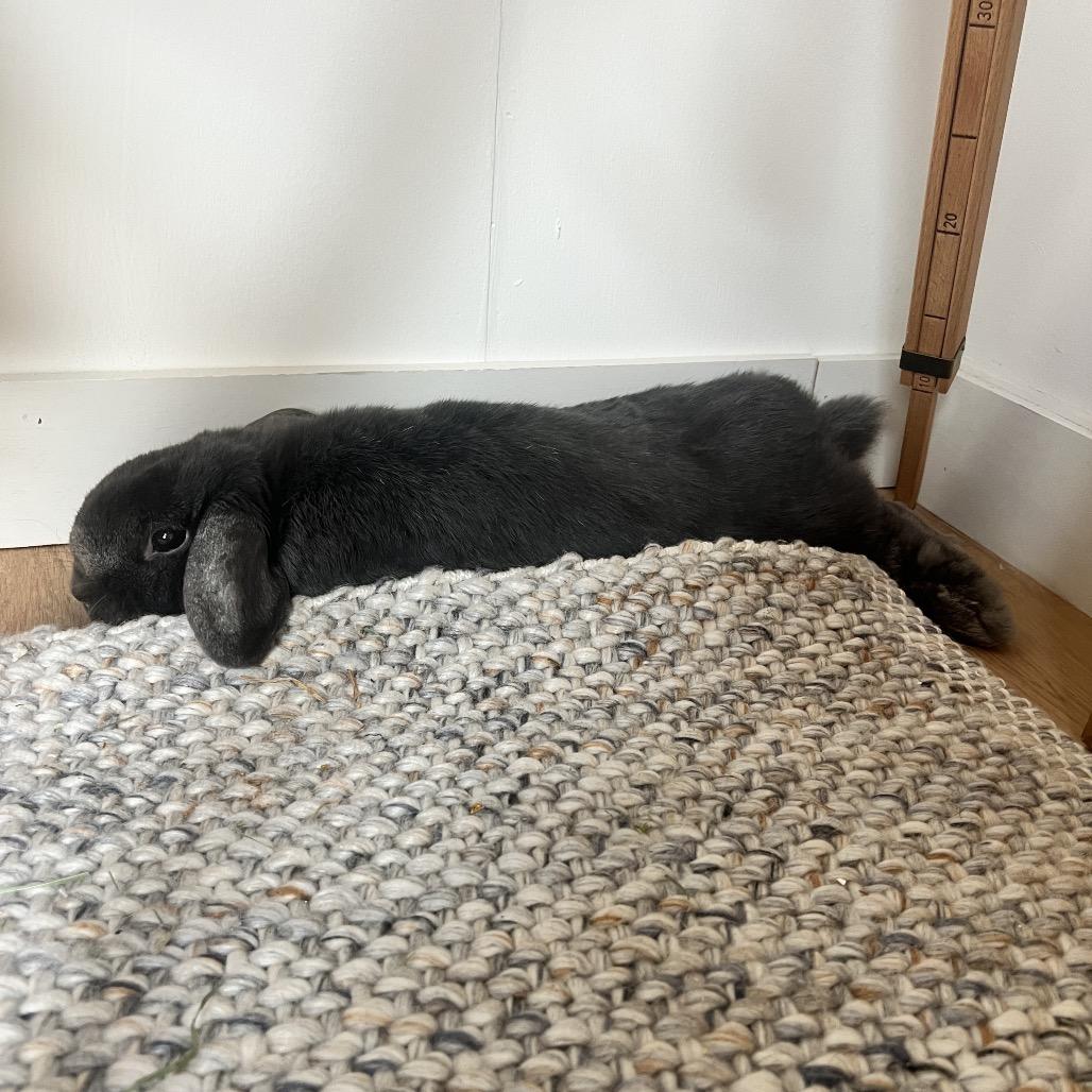 Enlarge Matzah Ball, a Adoptable Holland Lop in Miami, FL image 3/4