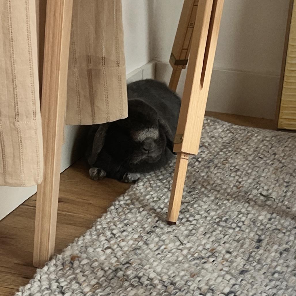Enlarge Matzah Ball, a Adoptable Holland Lop in Miami, FL image 4/4