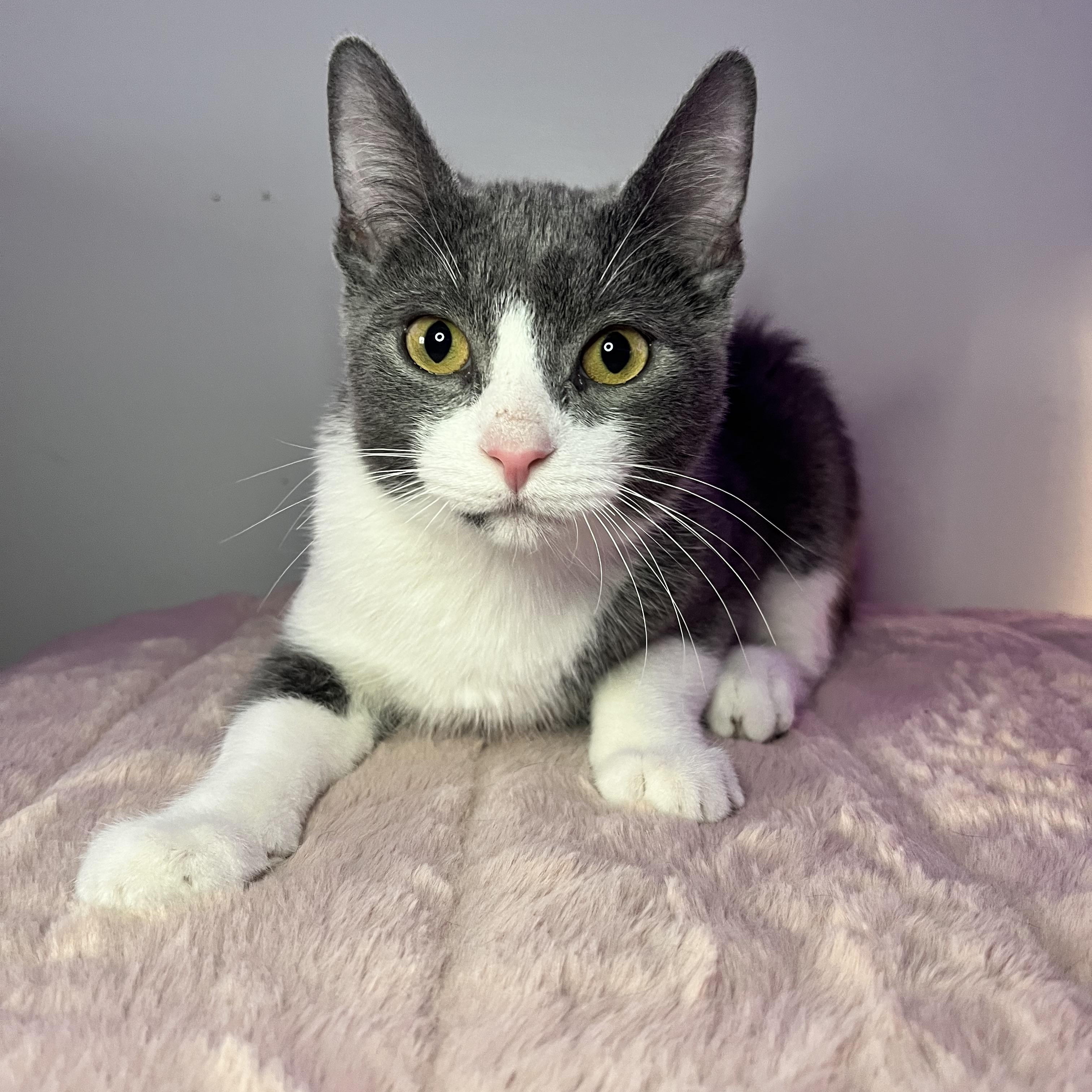 Enlarge Malachite, a Adoptable Domestic Short Hair in St Catharines, ON image 2/3