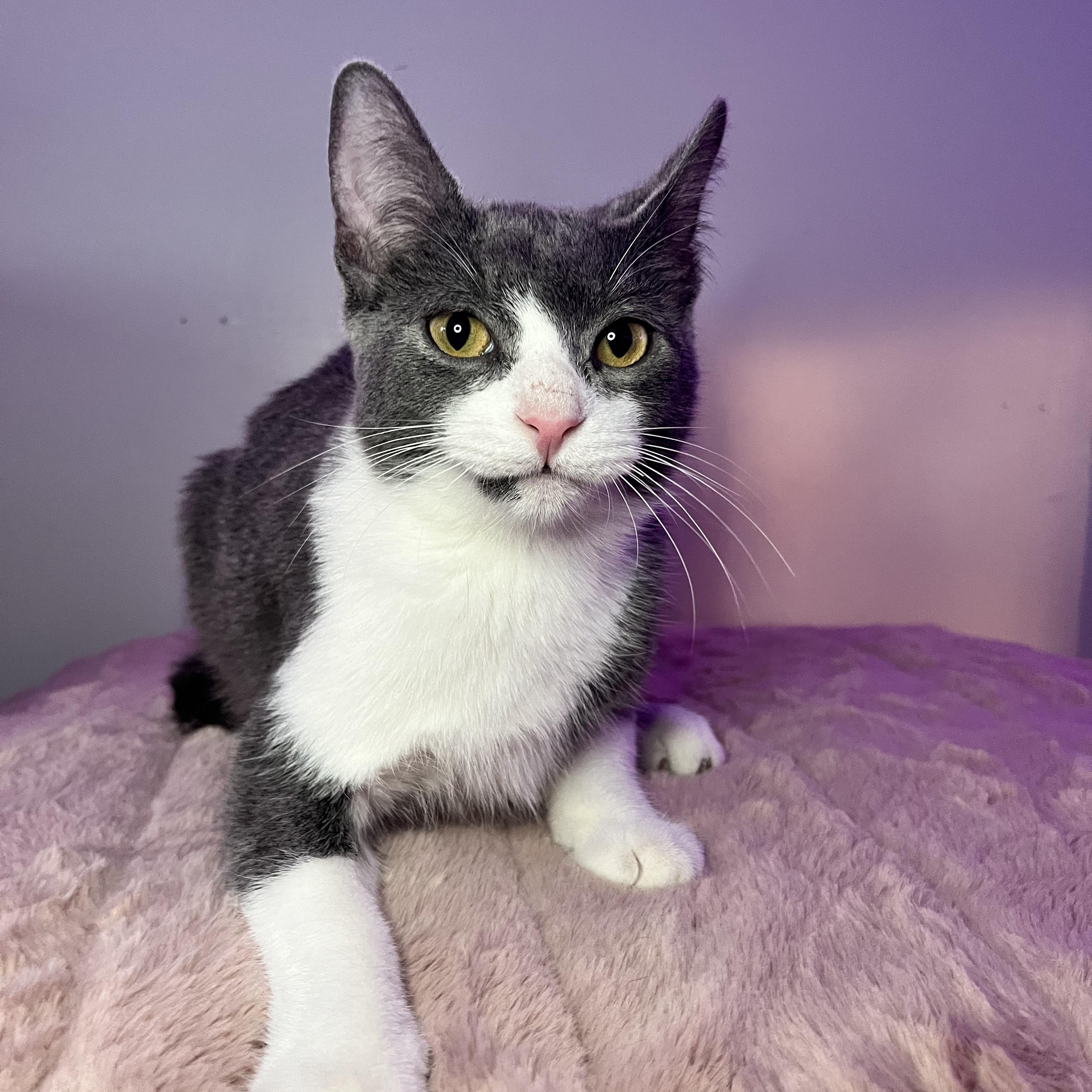 Enlarge Malachite, a Adoptable Domestic Short Hair in St Catharines, ON image 3/3