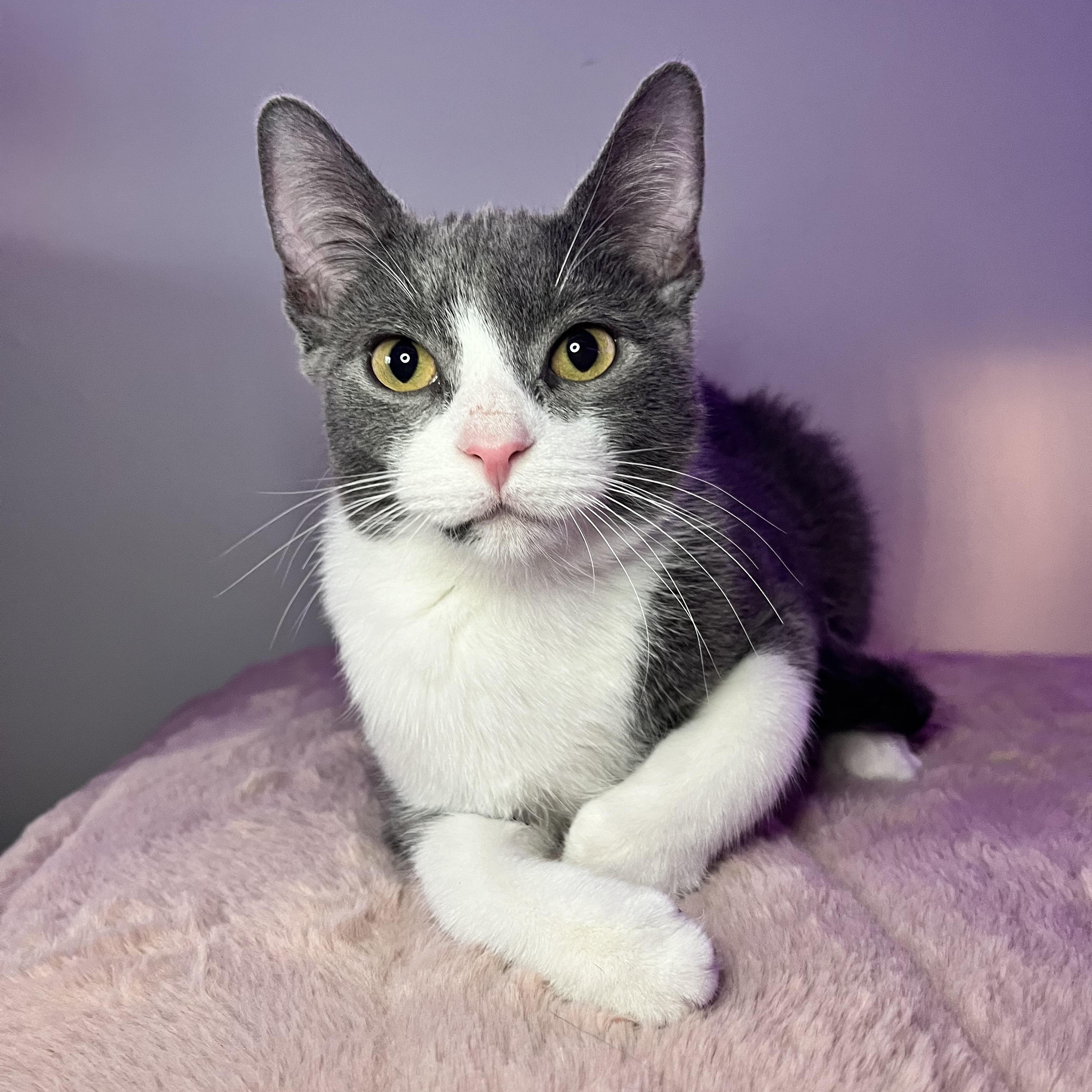 Enlarge Malachite, a Adoptable Domestic Short Hair in St Catharines, ON image 1/3