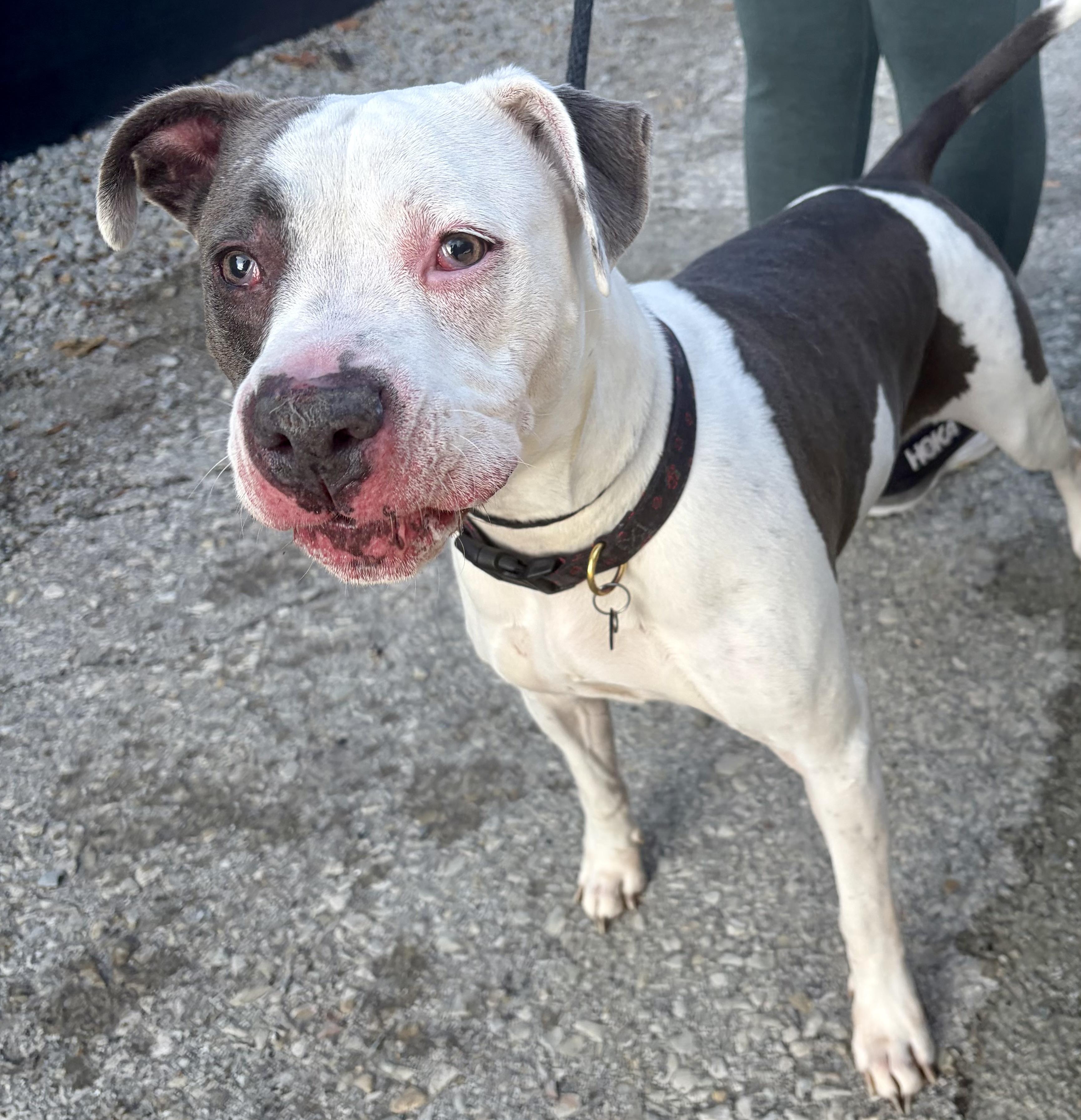 Enlarge Rose, a Adoptable mixed breed in McKeesport, PA image 2/6