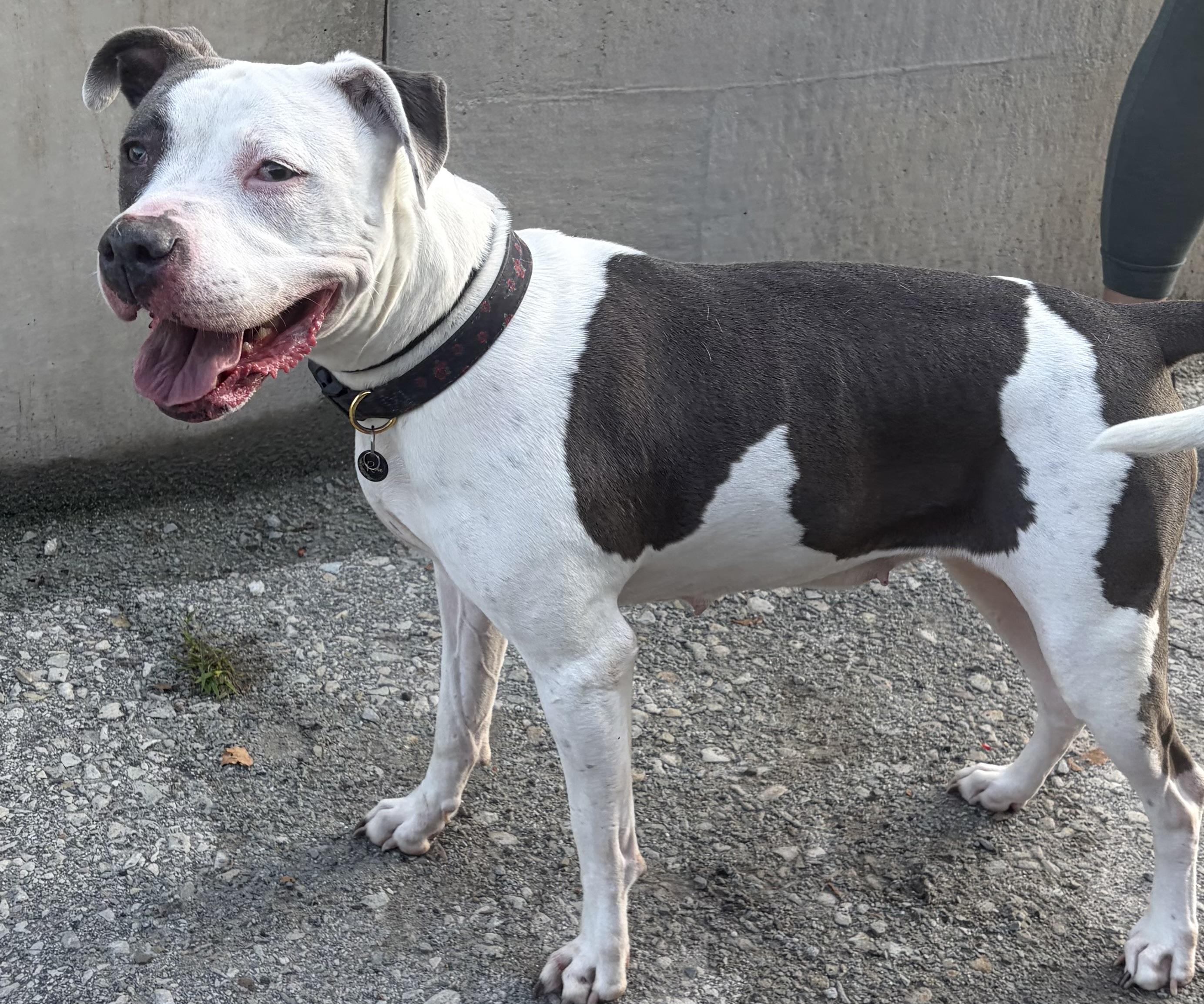 Rose, Adoptable, Young Female Pit Bull Terrier.