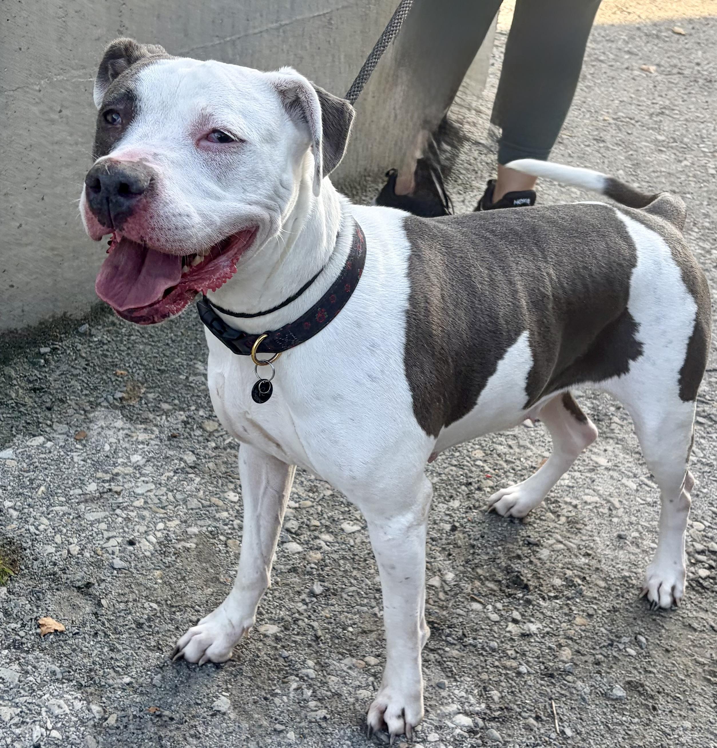 Enlarge Rose, a Adoptable mixed breed in McKeesport, PA image 5/6