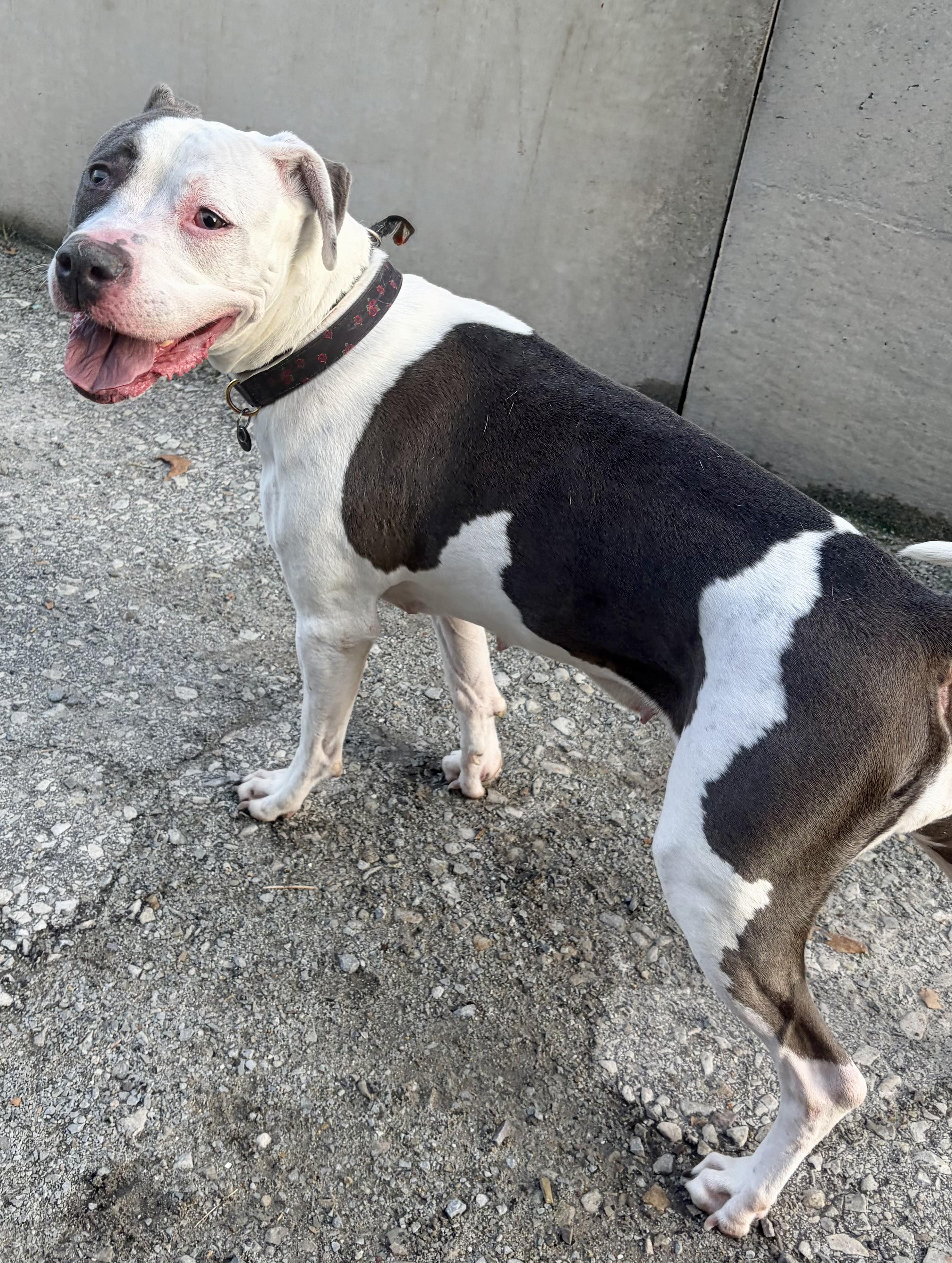 Enlarge Rose, a Adoptable mixed breed in McKeesport, PA image 4/6