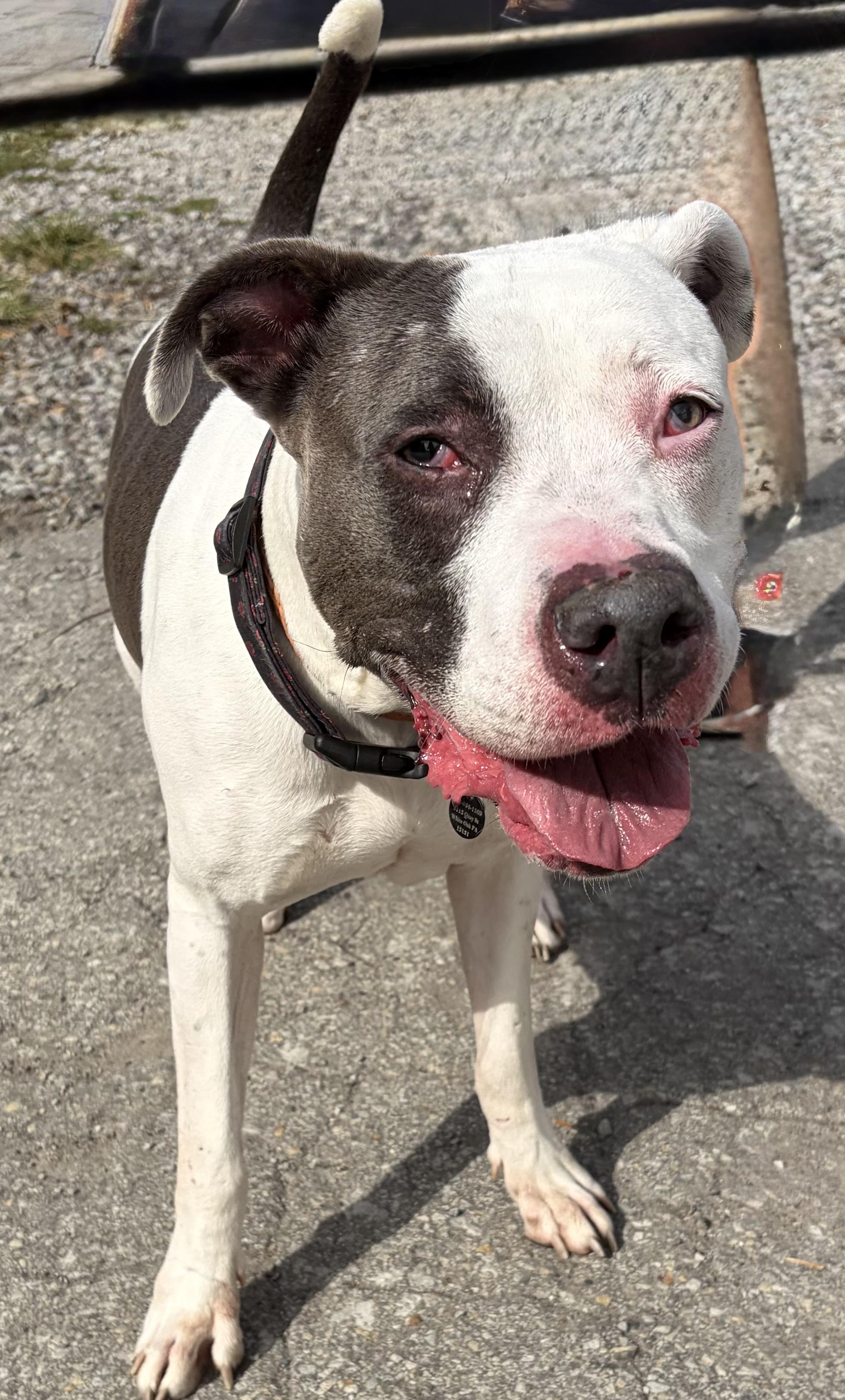 Enlarge Rose, a Adoptable mixed breed in McKeesport, PA image 6/6