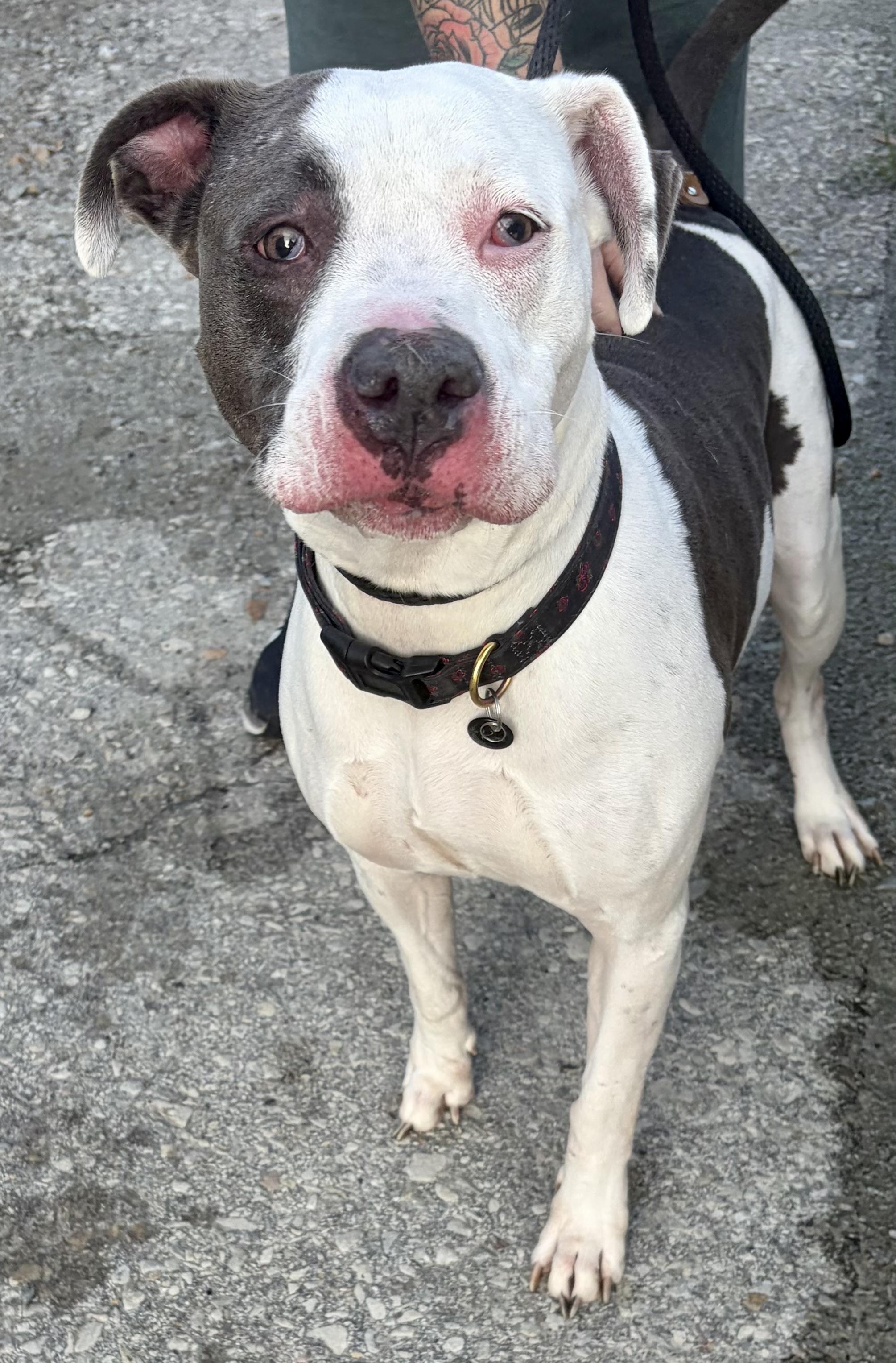 Enlarge Rose, a Adoptable mixed breed in McKeesport, PA image 3/6