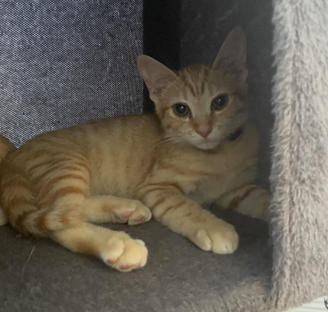 Enlarge Samosa, an adopted Tabby in Murrieta, CA image 1/1