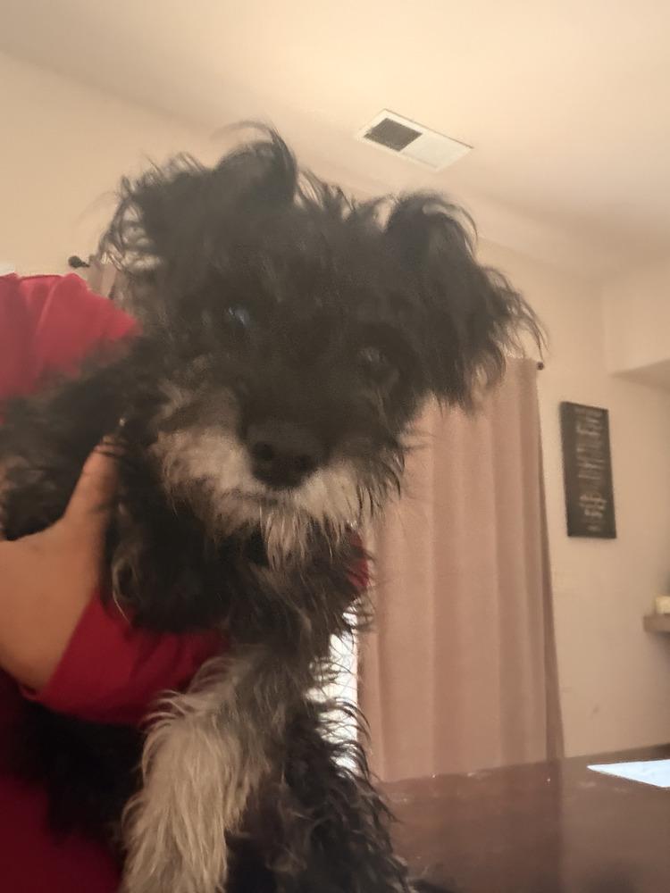 Laila, Adoptable, Young Female Schnauzer & Terrier.