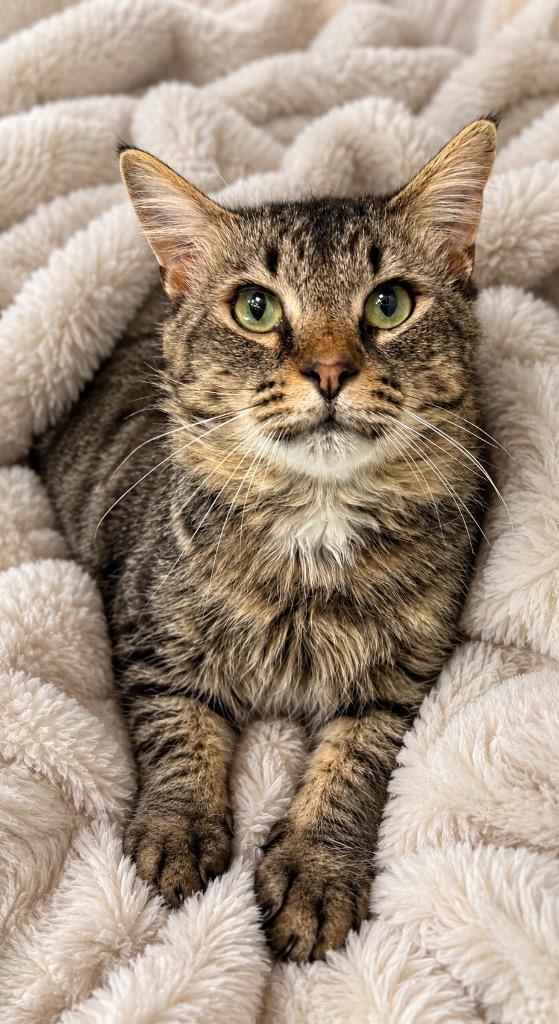 Toby, Adoptable, Young Male Domestic Short Hair.