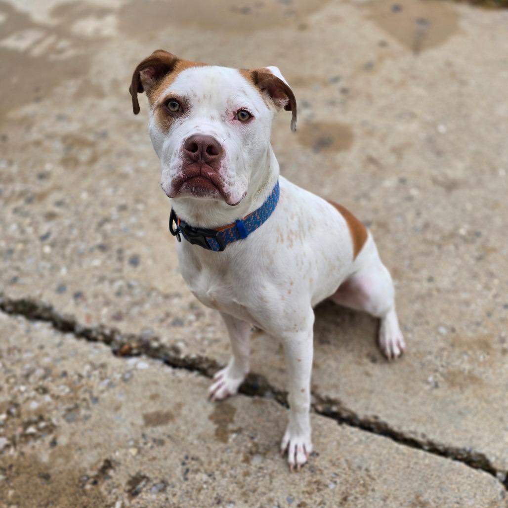 Winchester, Adoptable, Adult Male Boxer & Cattle Dog.