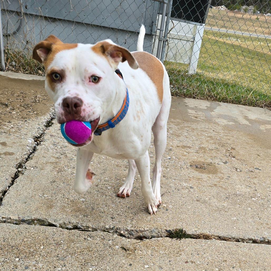 Winchester, Adoptable, Adult Male Boxer & Cattle Dog.