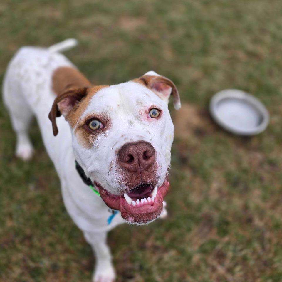 Enlarge Winchester, a Adoptable mixed breed in Owosso, MI image 2/6