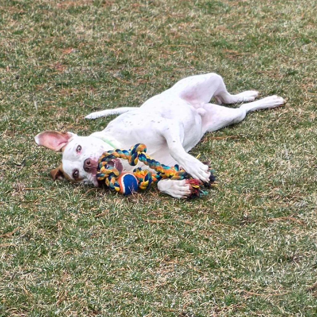 Winchester, Adoptable, Adult Male Boxer & Cattle Dog.