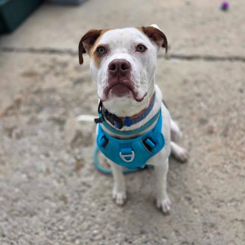 Enlarge Winchester, a Adoptable mixed breed in Owosso, MI image 3/6