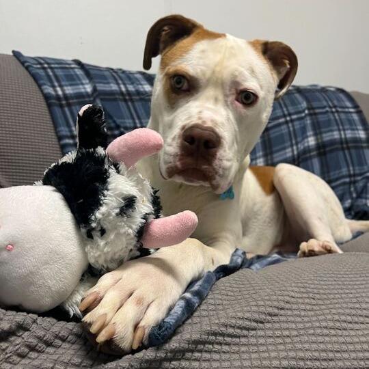 Enlarge Winchester, a Adoptable mixed breed in Owosso, MI image 3/6