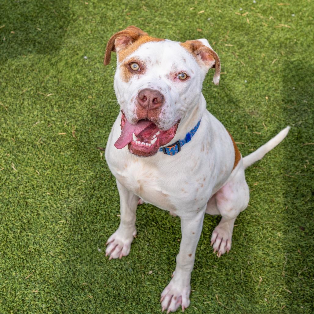 Enlarge Winchester, a Adoptable mixed breed in Owosso, MI image 4/6