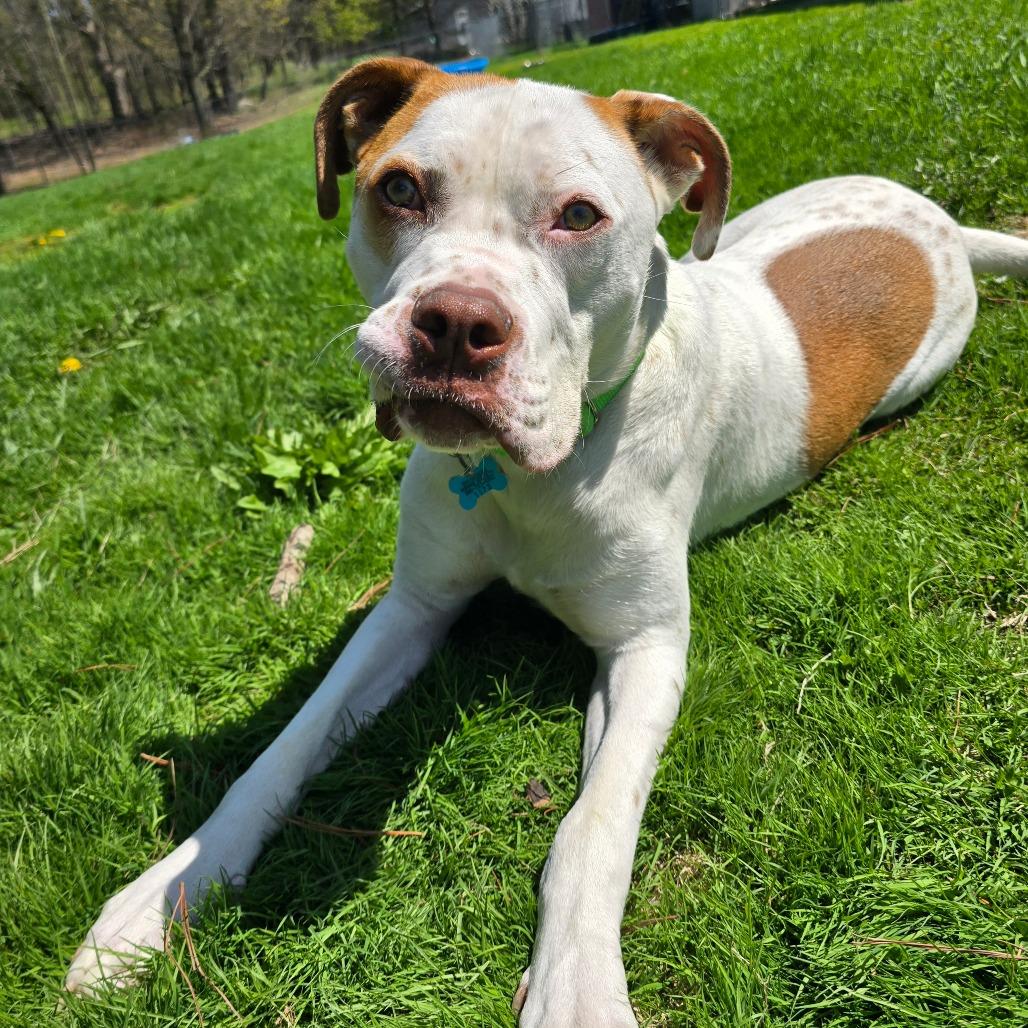 Enlarge Winchester, a Adoptable mixed breed in Owosso, MI image 4/6