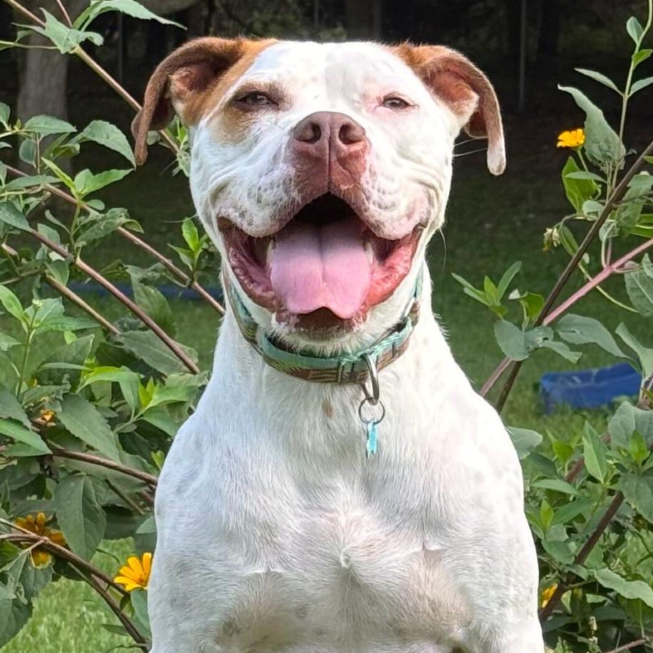 Enlarge Winchester, a Adoptable mixed breed in Owosso, MI image 5/6