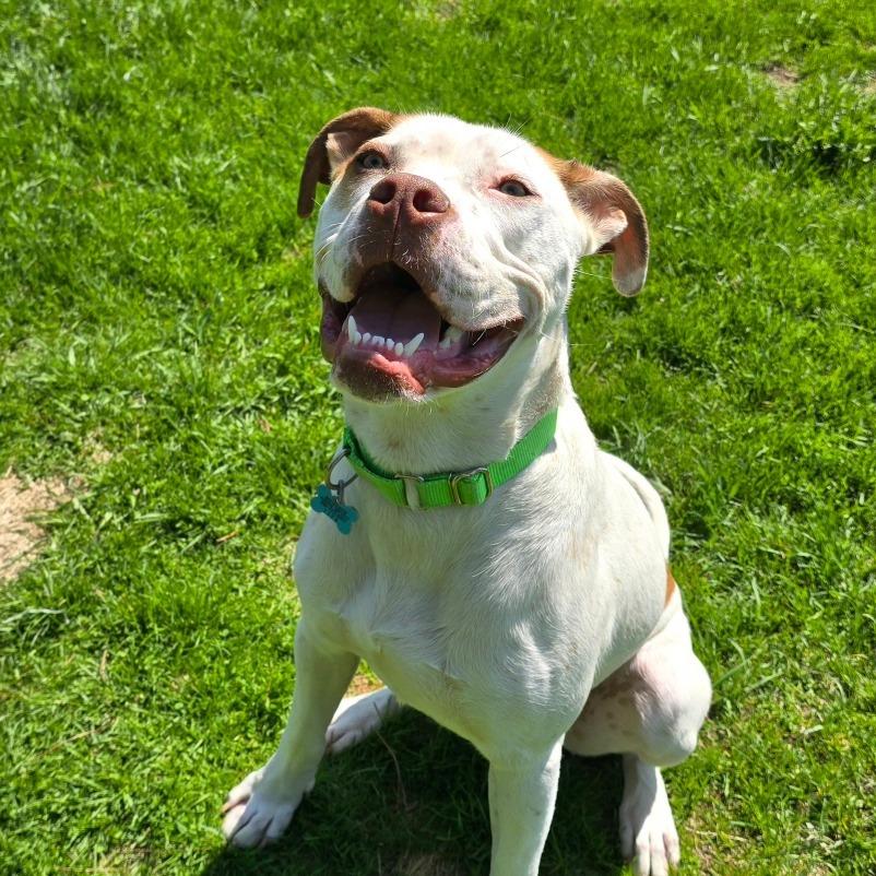 Enlarge Winchester, a Adoptable mixed breed in Owosso, MI image 6/6