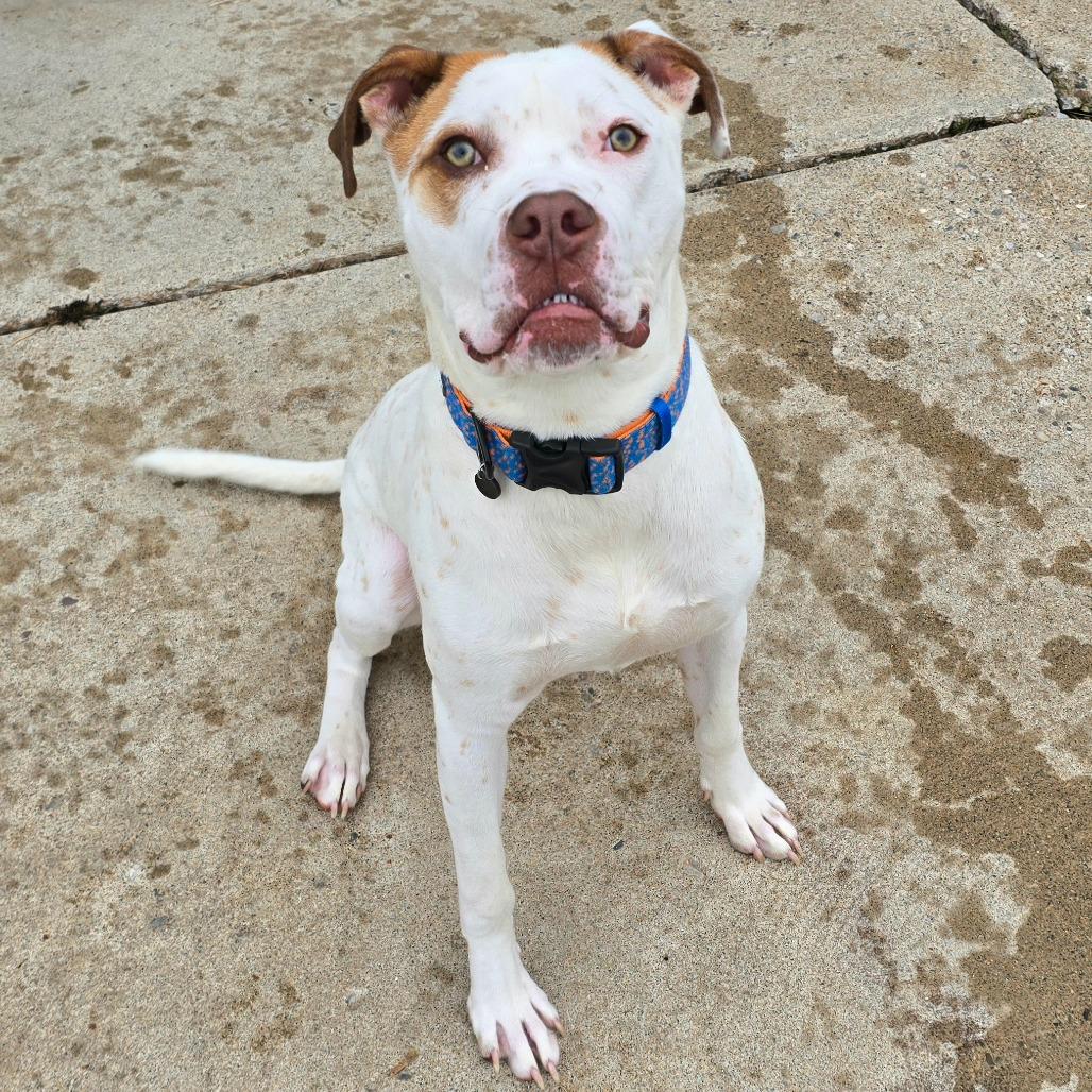 Enlarge Winchester, a Adoptable mixed breed in Owosso, MI image 5/6