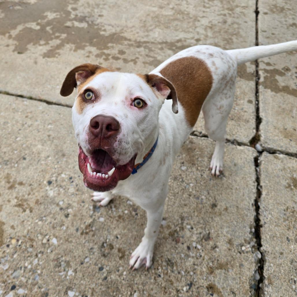 Enlarge Winchester, a Adoptable mixed breed in Owosso, MI image 5/6