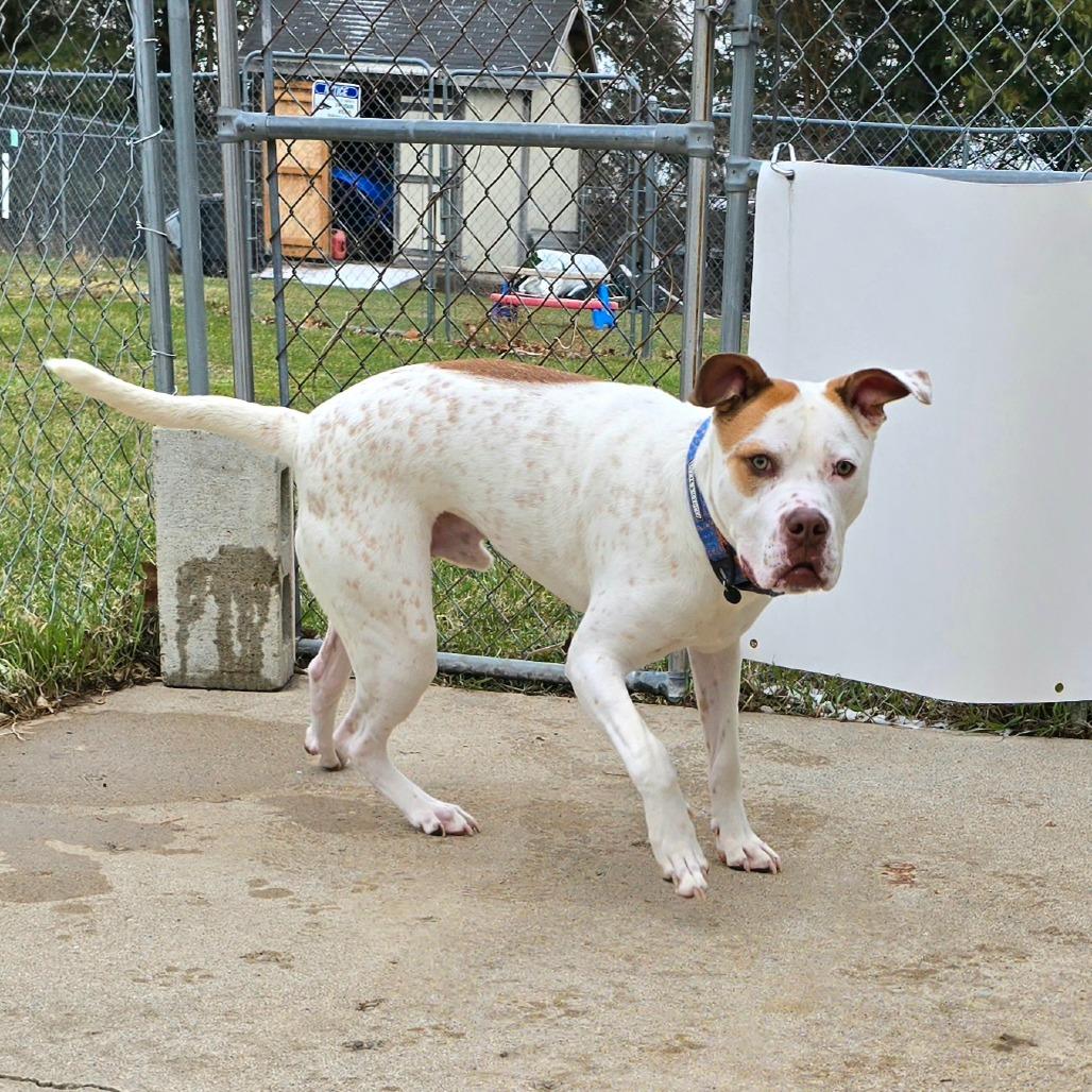 Enlarge Winchester, a Adoptable mixed breed in Owosso, MI image 6/6