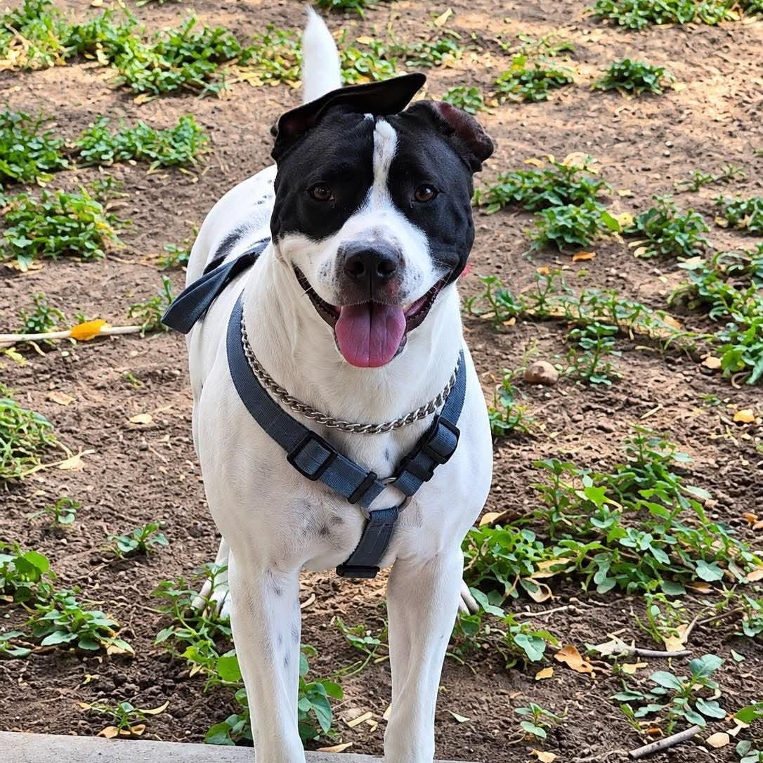 Enlarge Gigi, a Adoptable mixed breed in Salt Lake City, UT image 3/6