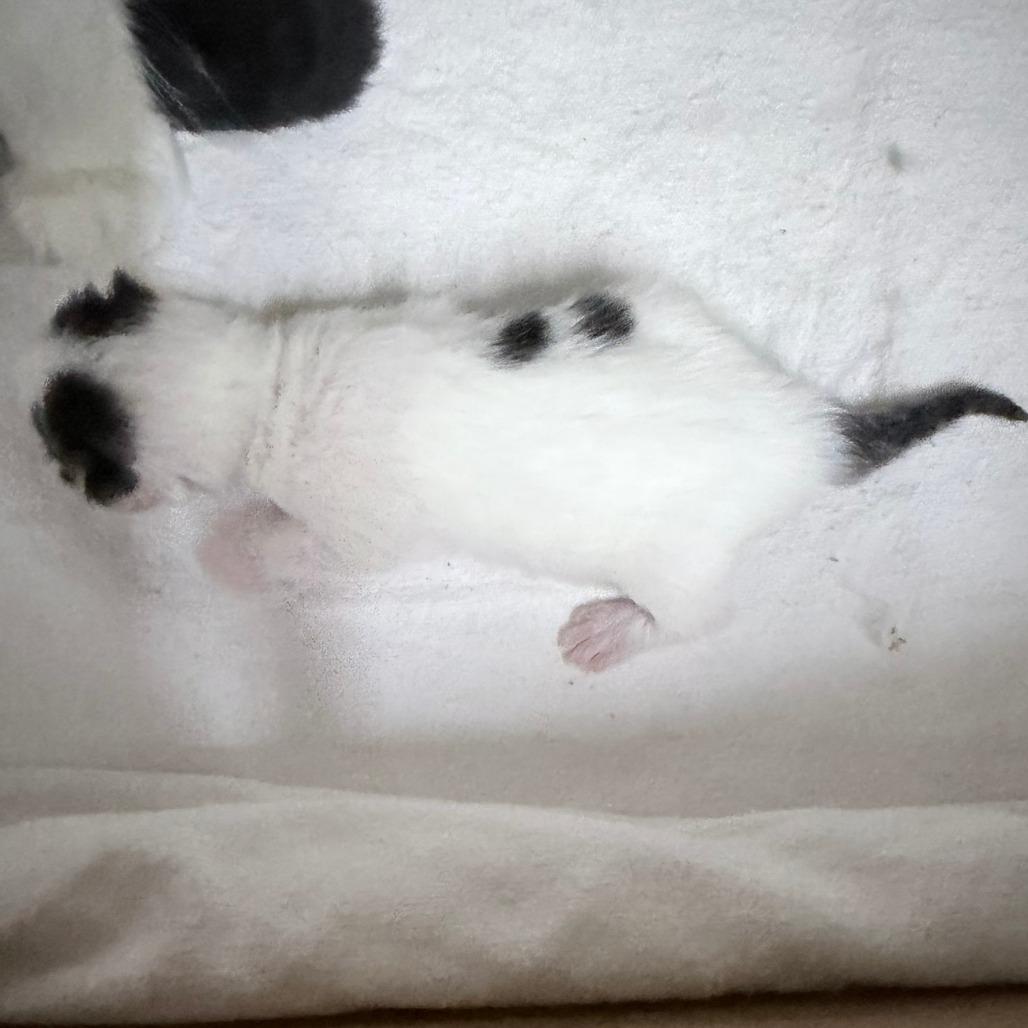 Enlarge Strawberry, a Adoptable Domestic Short Hair in Russellville, KY image 1/1