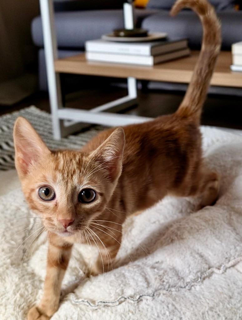 Enlarge Figaro-Sweet Little Guy, a Adopted mixed breed in Fort Myers, FL image 1/1