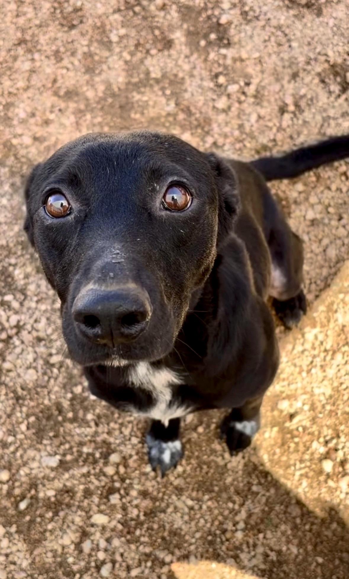Tony, Adoptable, Adult Male Labrador Retriever.