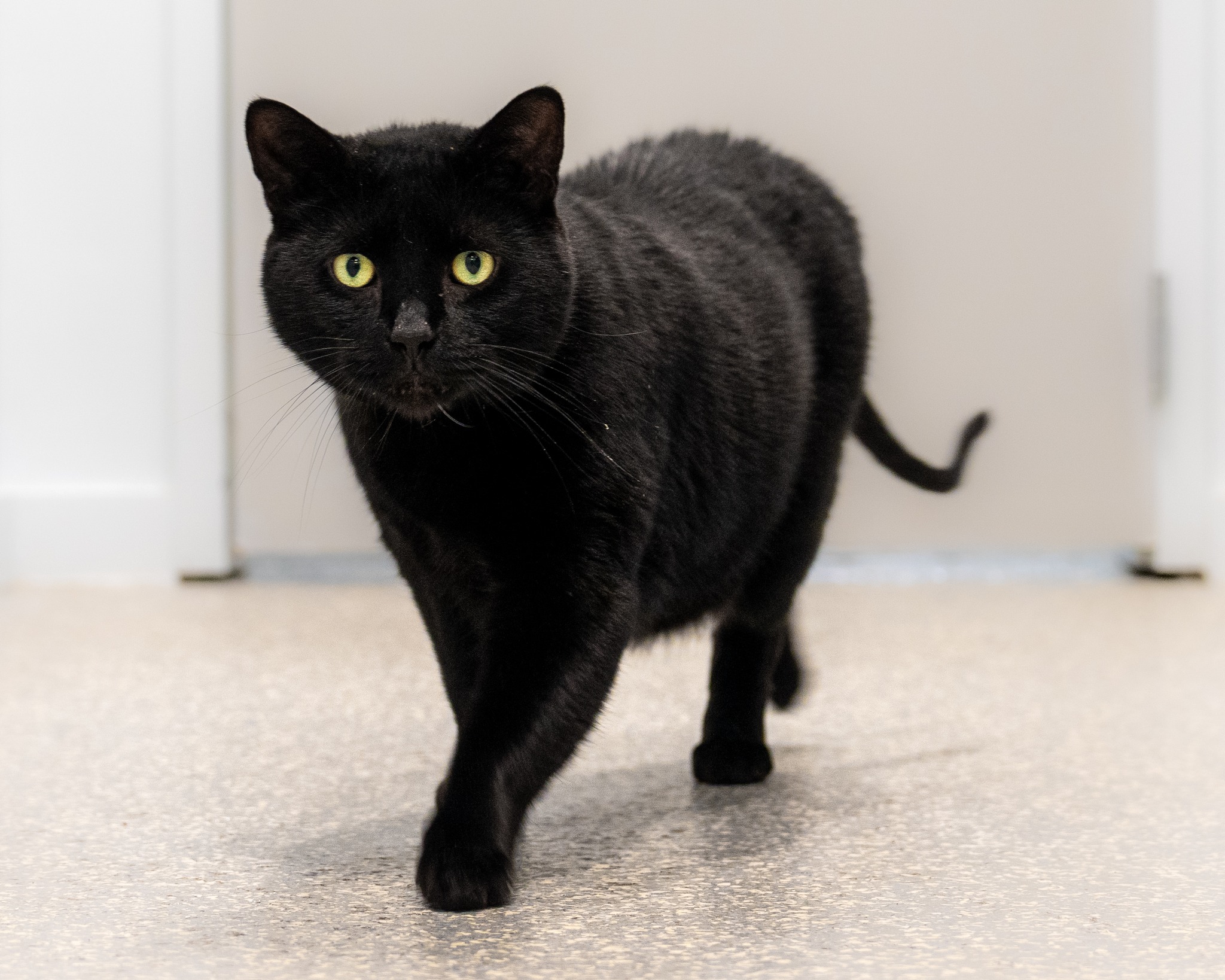 Enlarge Jett, a Adoptable Domestic Short Hair in North Haven, CT image 1/3