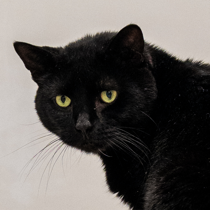 Enlarge Jett, a Adoptable Domestic Short Hair in North Haven, CT image 2/3