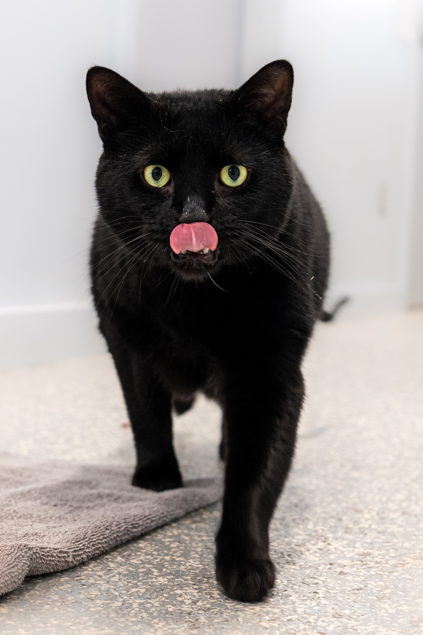 Enlarge Jett, a Adoptable Domestic Short Hair in North Haven, CT image 3/3