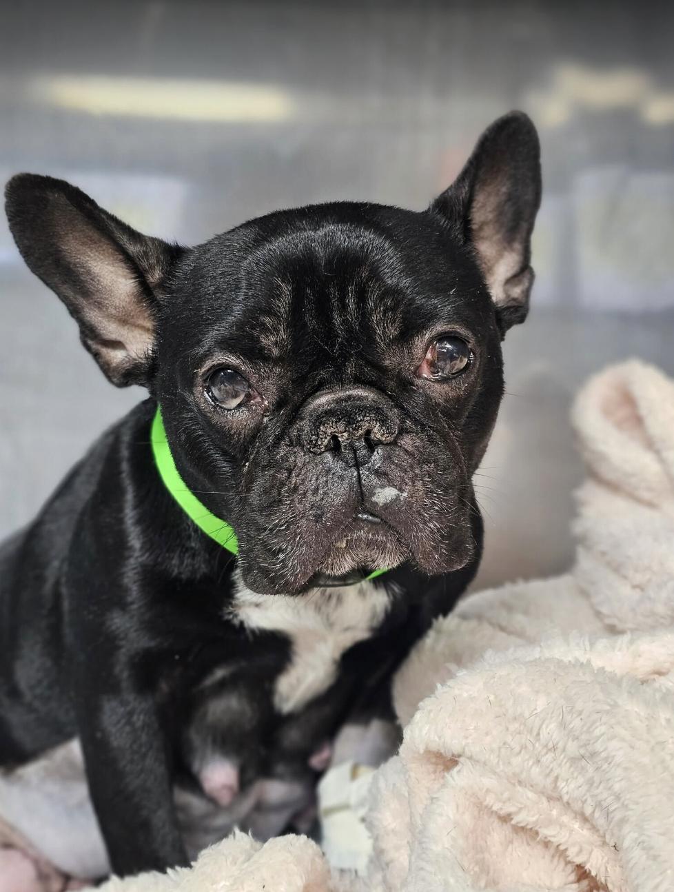 Raven Rose, Adoptable, Young Female French Bulldog.