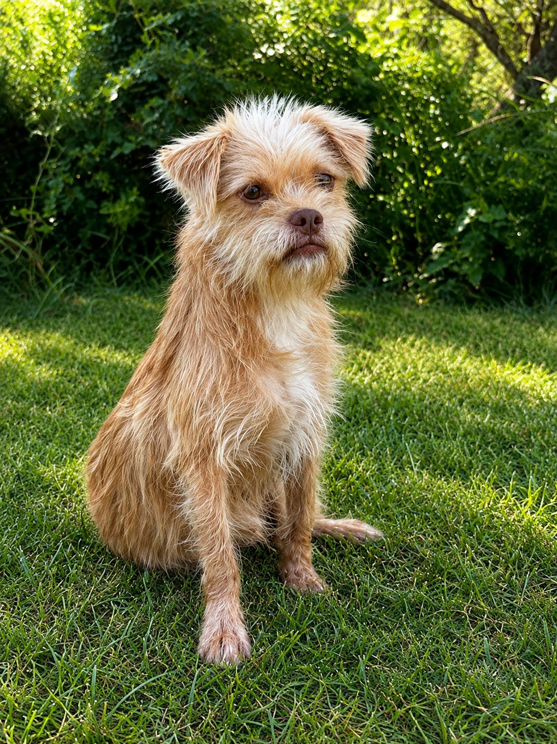 Enlarge ELI, a Adopted mixed breed in Thornhill, ON image 1/1