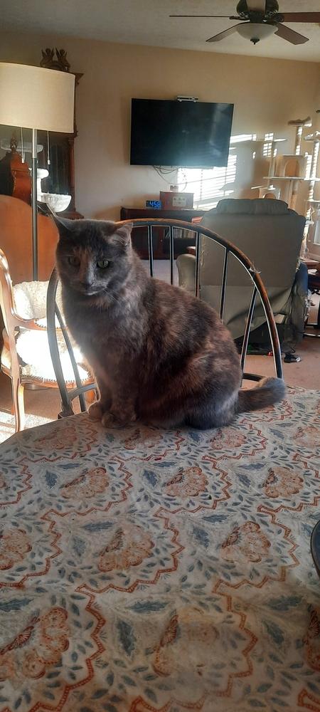 Ash, Adoptable, Senior Female Domestic Short Hair.