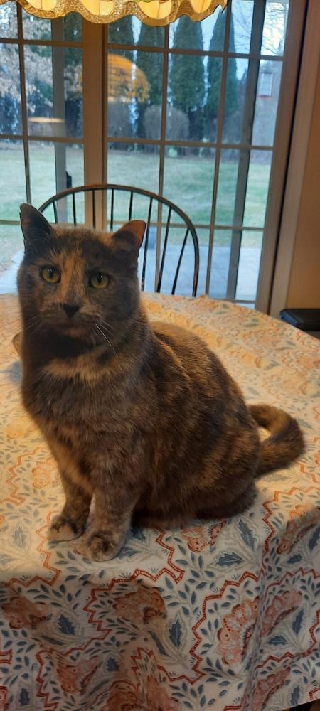 Enlarge Ash, a Adoptable Domestic Short Hair in Dayton, OH image 2/4